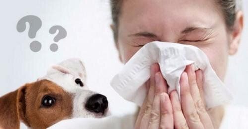 Можно заставить соседа по подъезду избавиться от собаки, если у меня на нее аллергия?